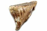 Elderly Woolly Mammoth Lower M Molar - North Sea Deposits #337184-7